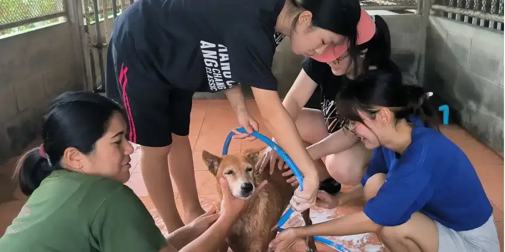 Animal Lovers Club Mobilizes Paw Patrol￼