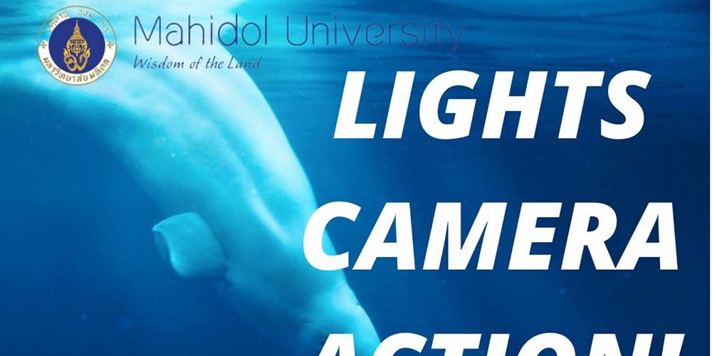 LIGHTS CAMERA ACTION