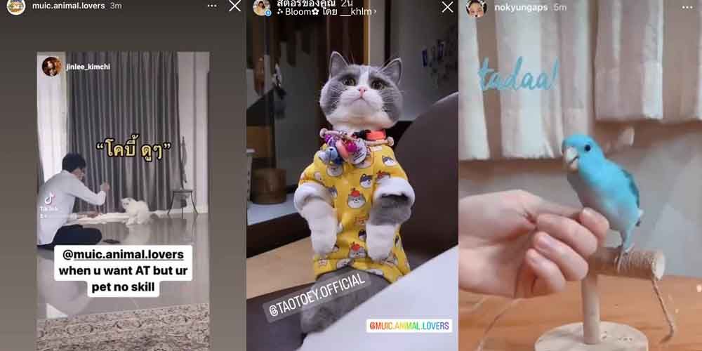 MUIC Students Show off their Pets’ Skills